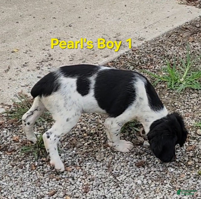 Brittany Spaniel dogs AKC/UKC French Brittany boy 1 - Ad 2