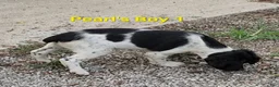 Brittany Spaniel dogs for sale: AKC/UKC French Brittany boy 1 - Ad 2