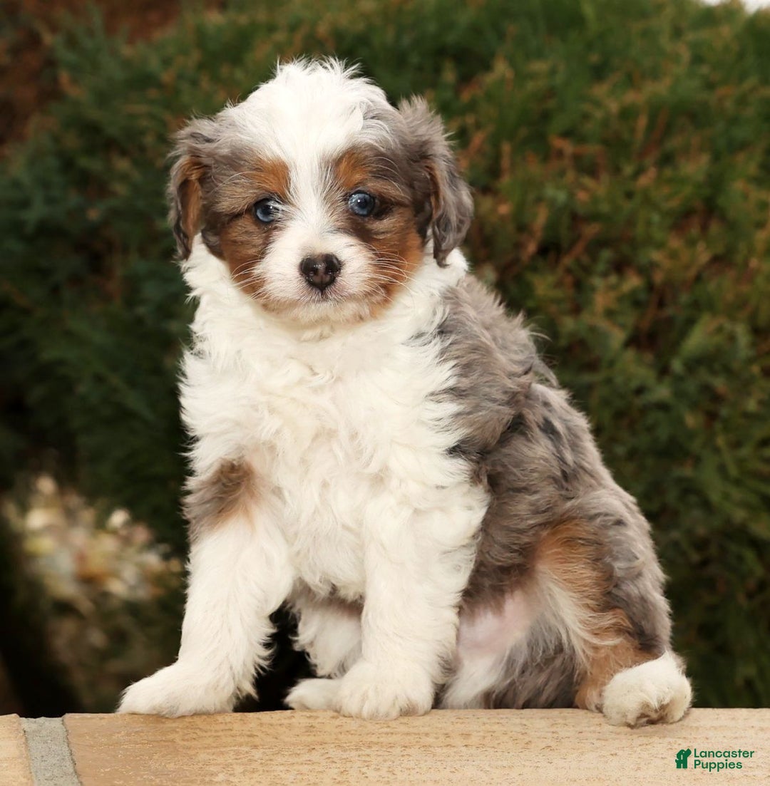 Mini Aussiedoodle dogs for sale: Wyatt - Ad 1