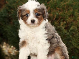 Mini Aussiedoodle dogs Wyatt - Ad 16