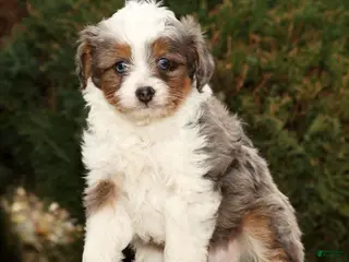 Mini Aussiedoodle dogs Wyatt - Ad 26