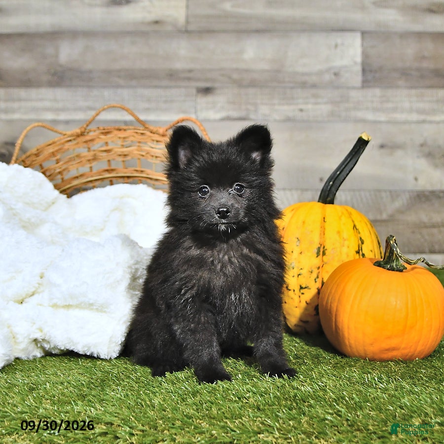 Natalie, Pomeranian