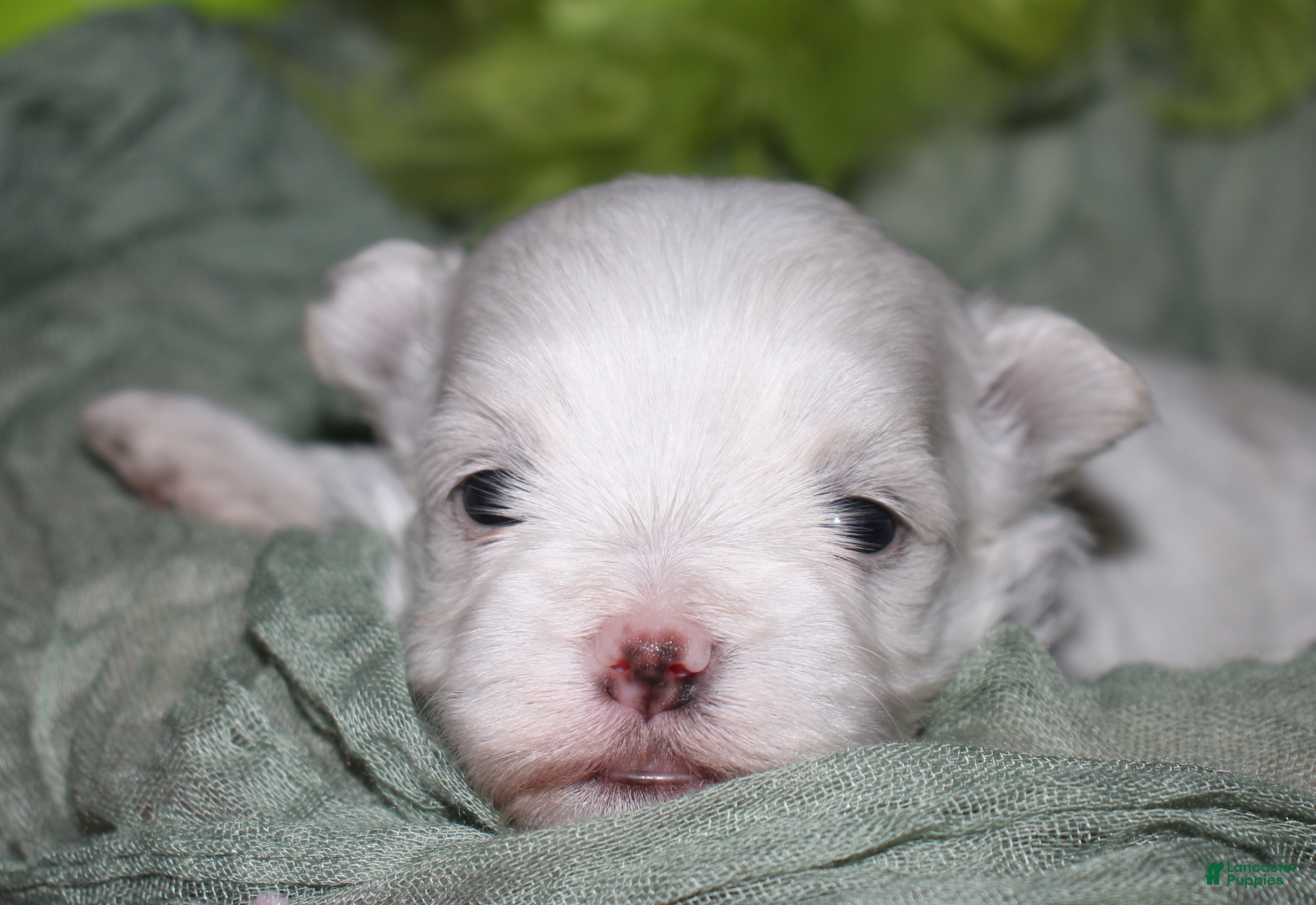 Maltese dogs for sale: Bruiser - Ad 8