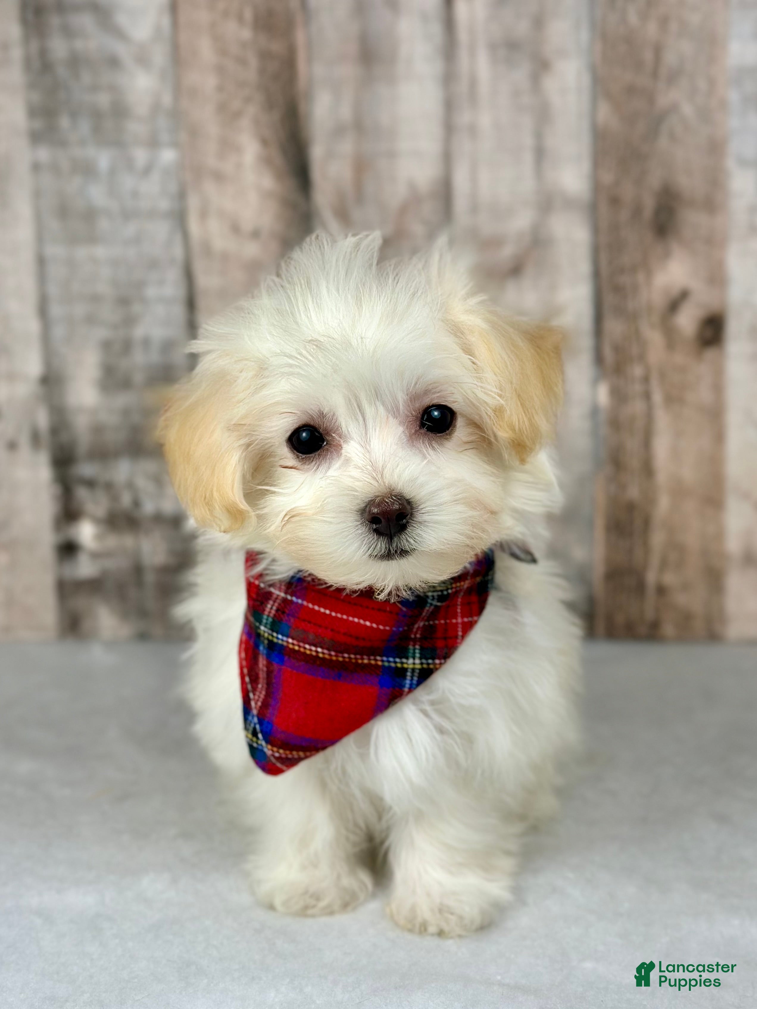 Maltipoo dogs Girl Maisie - 0211 - Ad 18