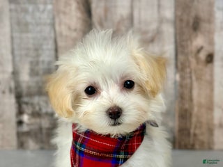 Maltipoo dogs Girl Maisie - 0211 - Ad 14