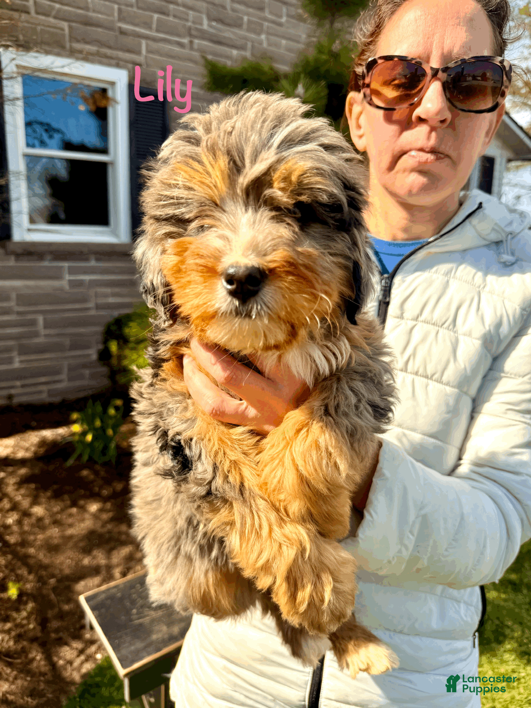 Bernedoodle dogs for sale: Lily - Ad 2