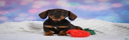 Miniature Dachshund dogs for sale: Millie - Ad 8