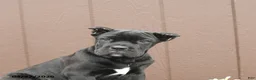 Cane Corso dogs for sale: Buster - Ad 5