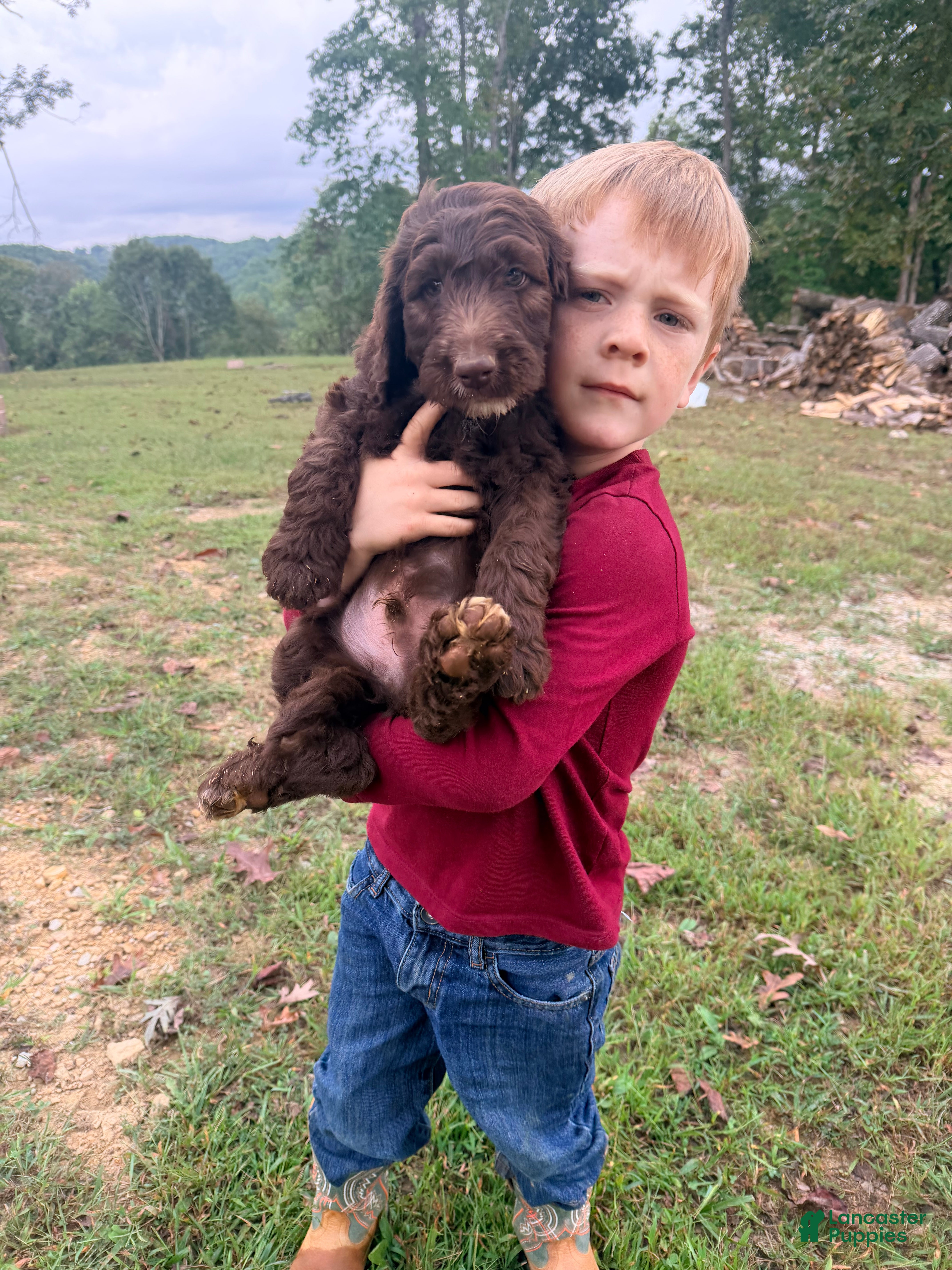 Goldendoodle dogs Goldendoodle 4 - Ad 1