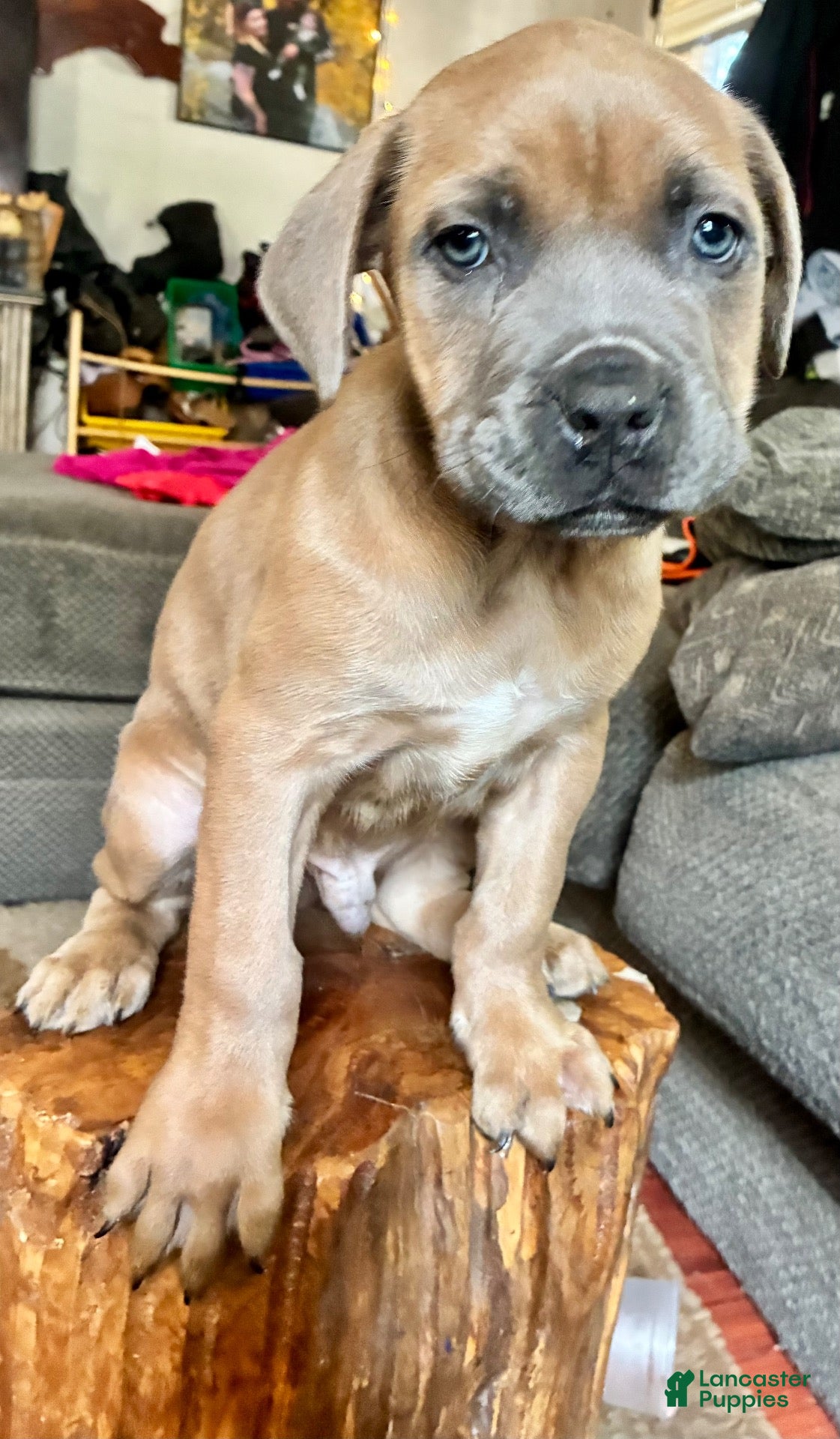 Cane Corso dogs for sale: Cane Corso 1 - Ad 3