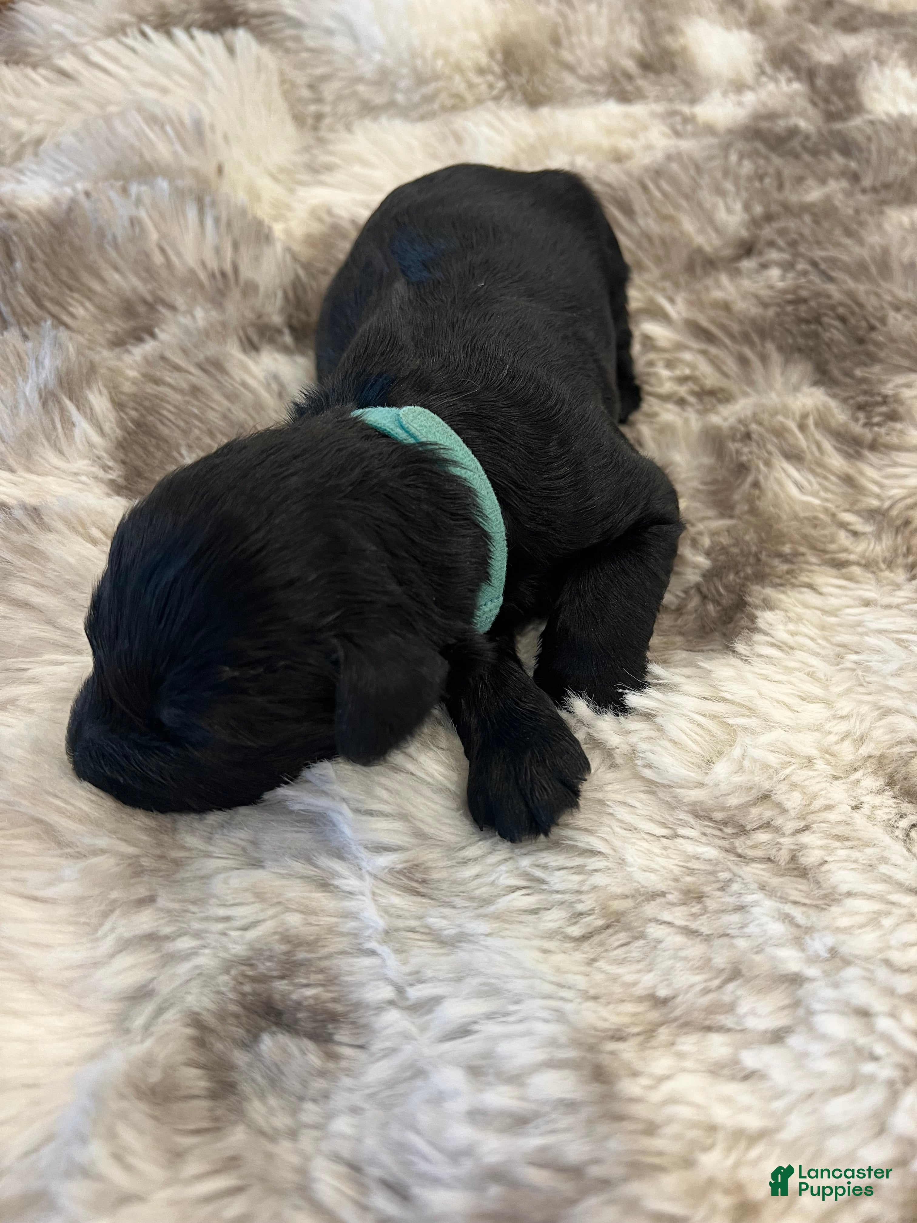 Giant Schnauzer dogs Edmund - Ad 11