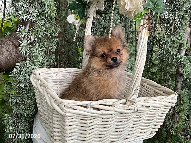 Pomeranian dogs Latte - Ad 1
