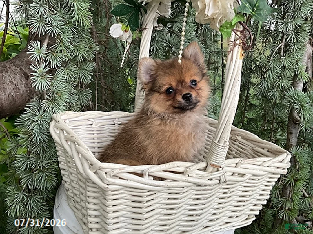 Pomeranian dogs for sale: Latte - Ad 1