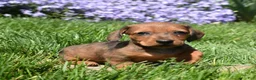 Miniature Dachshund dogs for sale: Barbie - Ad 3