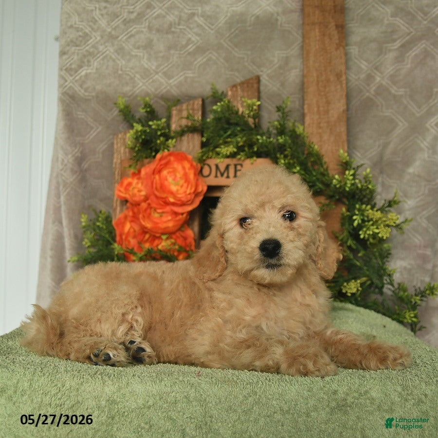Mini Goldendoodle dogs Hazel  - Ad 1