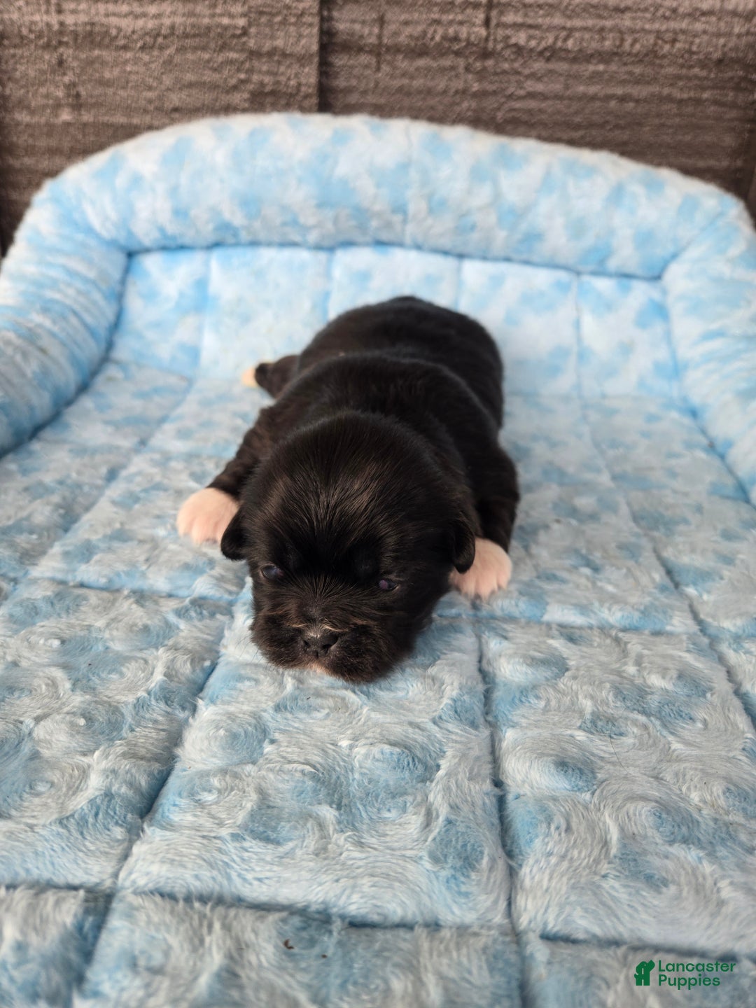 Pekingese dogs for sale: Morticia - Ad 16