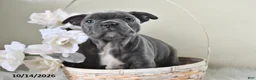 Frenchton dogs for sale: Bandit - Ad 3