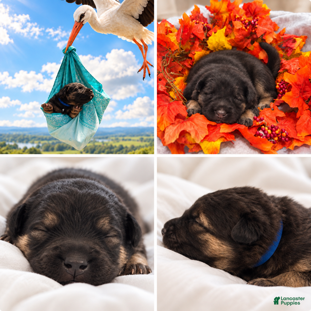 German Shepherd dogs Shiloh Shepherd - Winter - Ad 1