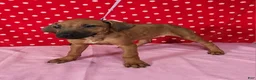 Rhodesian Ridgeback dogs for sale: Zoe - Ad 1