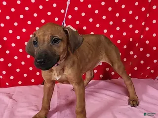 Rhodesian Ridgeback dogs Zoe - Ad 9
