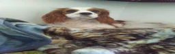 Cavapoo dogs for sale: Winston  - Ad 6