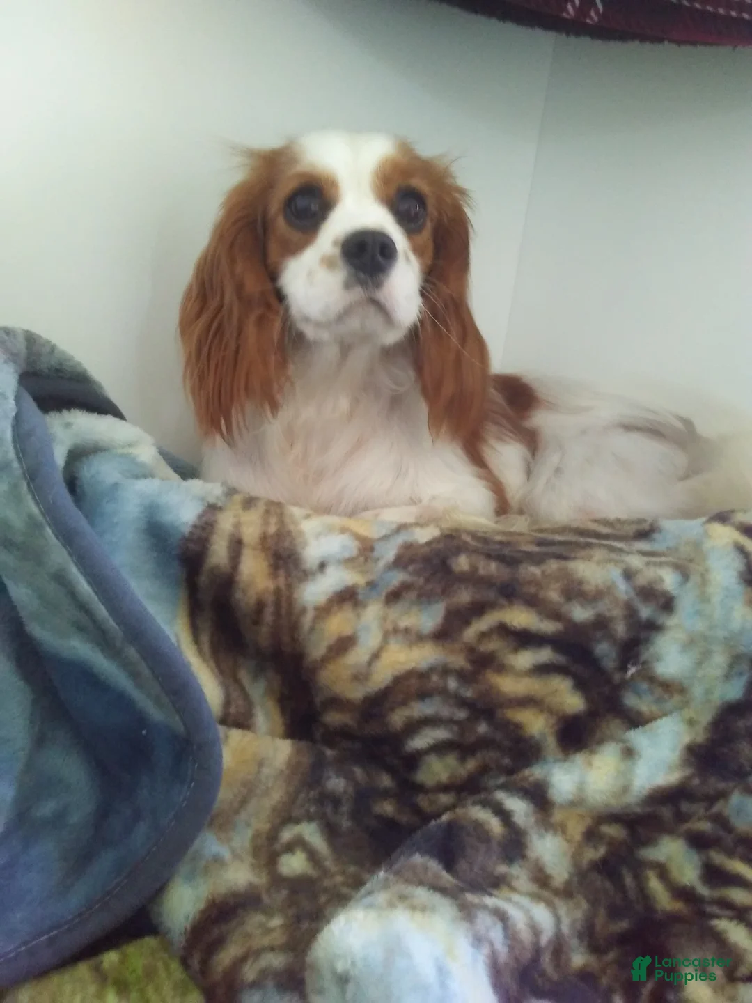 Cavapoo dogs for sale: Winston  - Ad 6