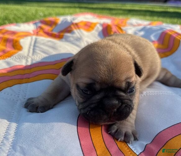 French Bulldog dogs Teddy - Ad 29