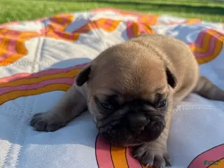 French Bulldog dogs Teddy - Ad 29
