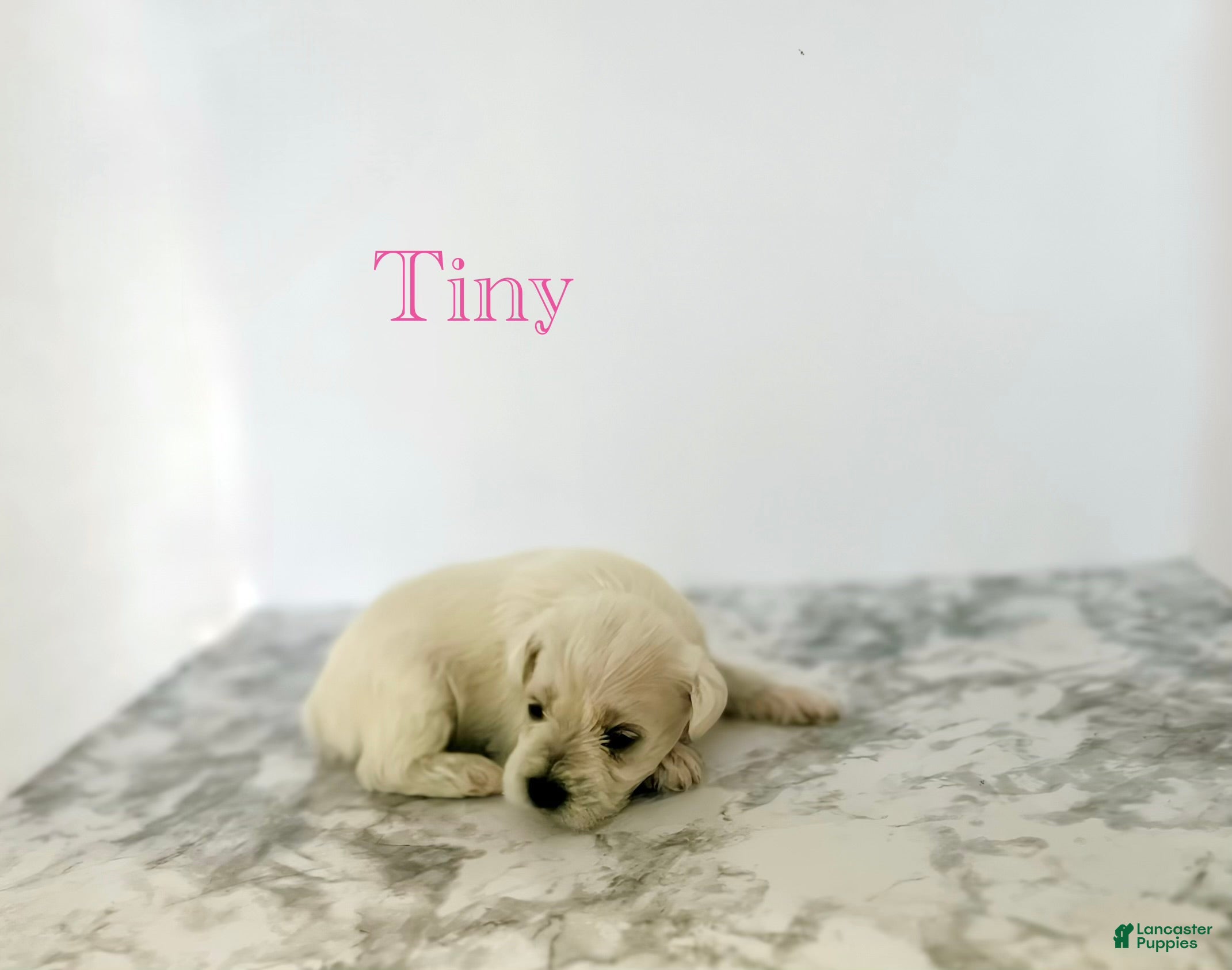 Miniature Schnauzer dogs Miniature Schnauzer 3 - Ad 35