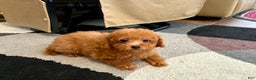 Maltipoo dogs for sale: Red Sugar  - Ad 4