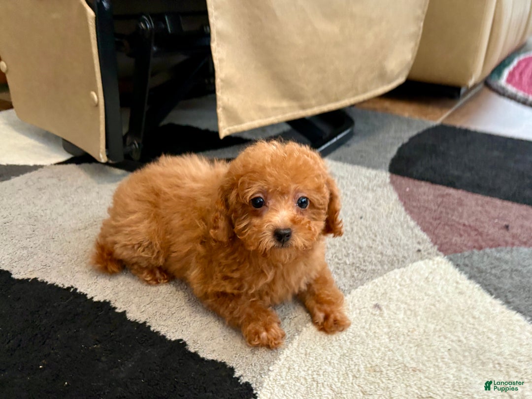 Maltipoo dogs for sale: Red Sugar  - Ad 4