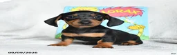Miniature Dachshund dogs for sale: Truffuola - Ad 5