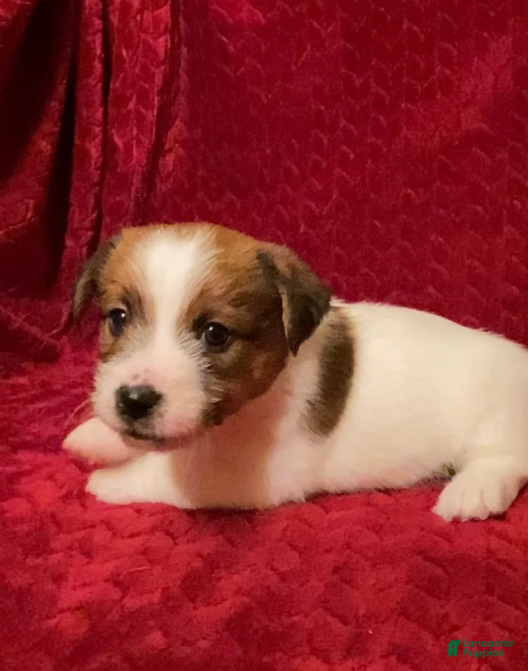 Jack Russell Terrier dogs for sale: Jack Russell Terrier Puppy 1 - Ad 9