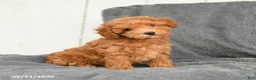 Toy Poodle dogs for sale: Lulu - Ad 3