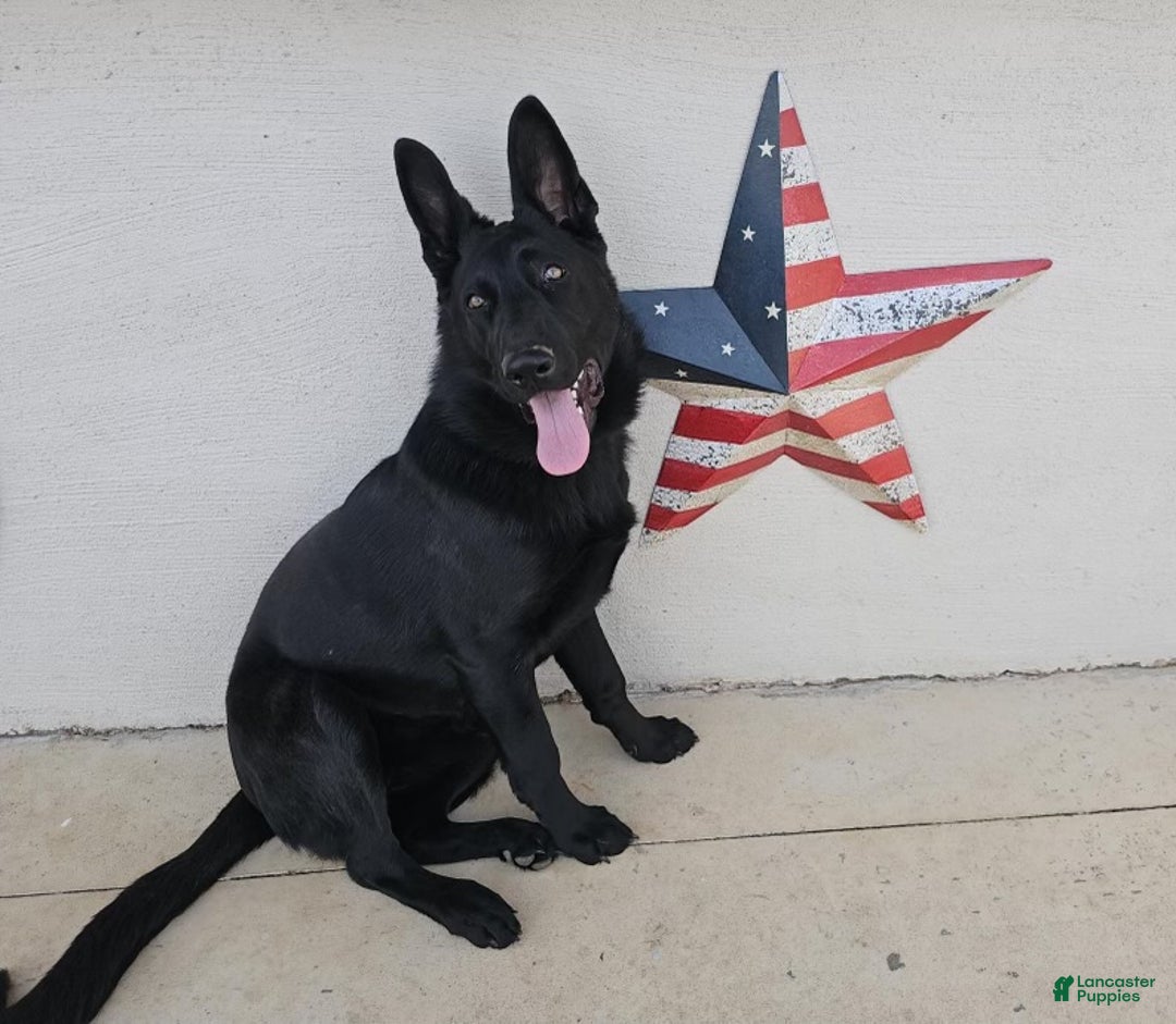 Gallery Image {{count}}