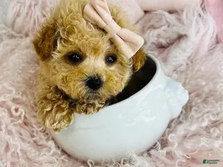Toy Poodle dogs Teacup Poodle Puppy 1 - Ad 26