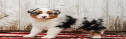 Australian Shepherd dogs for sale: Sheriff - Ad 7