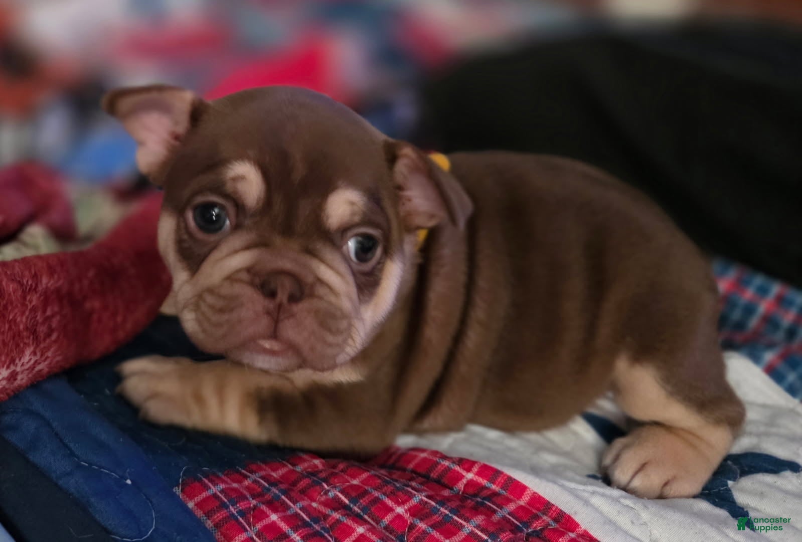 French Bulldog dogs for sale: French Bulldog Female 2 - Ad 1