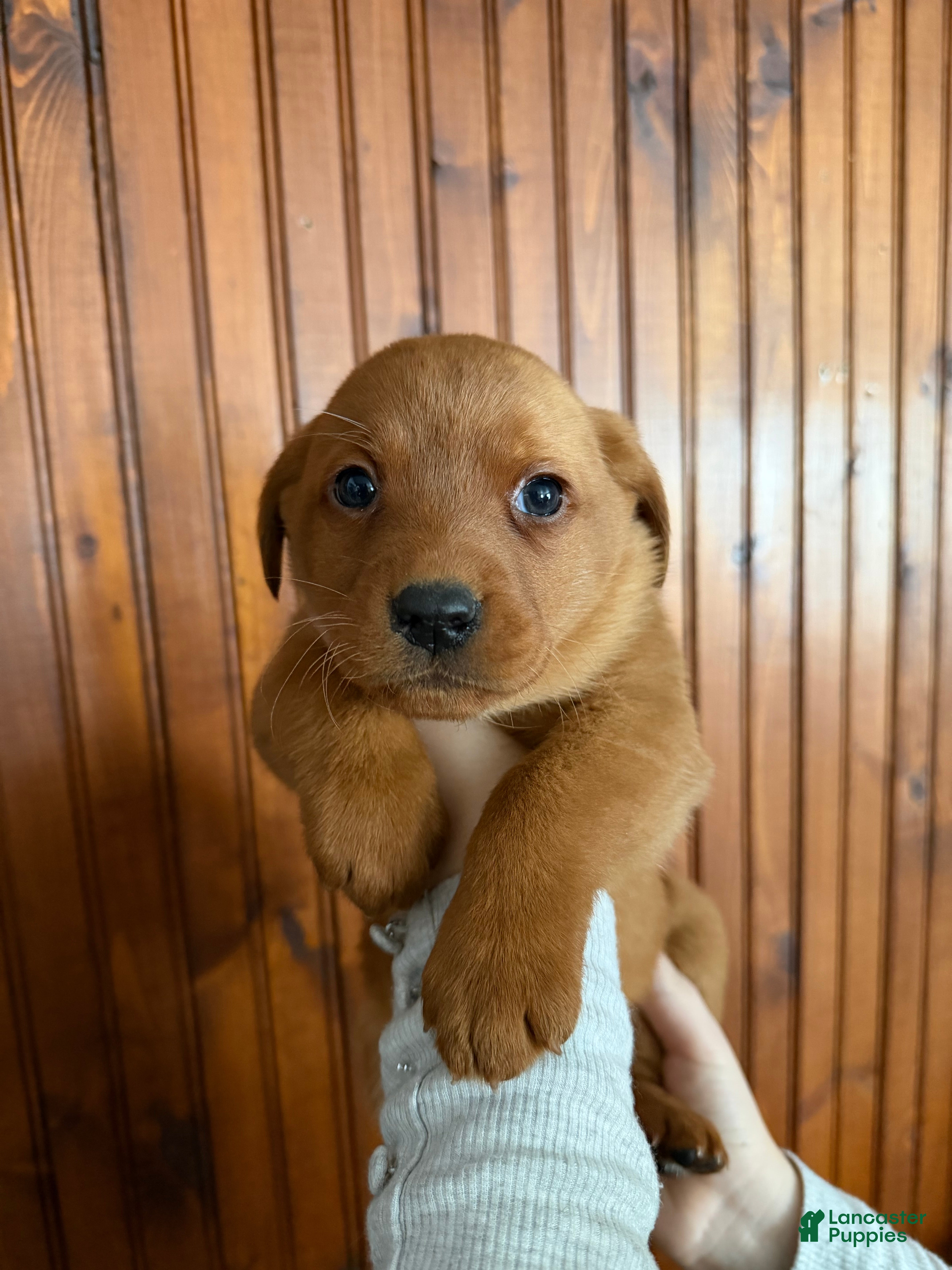 Labrador Retriever dogs Maxine - Ad 3