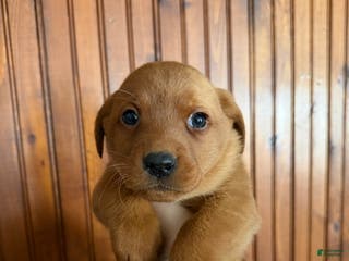 Labrador Retriever dogs Maxine - Ad 22