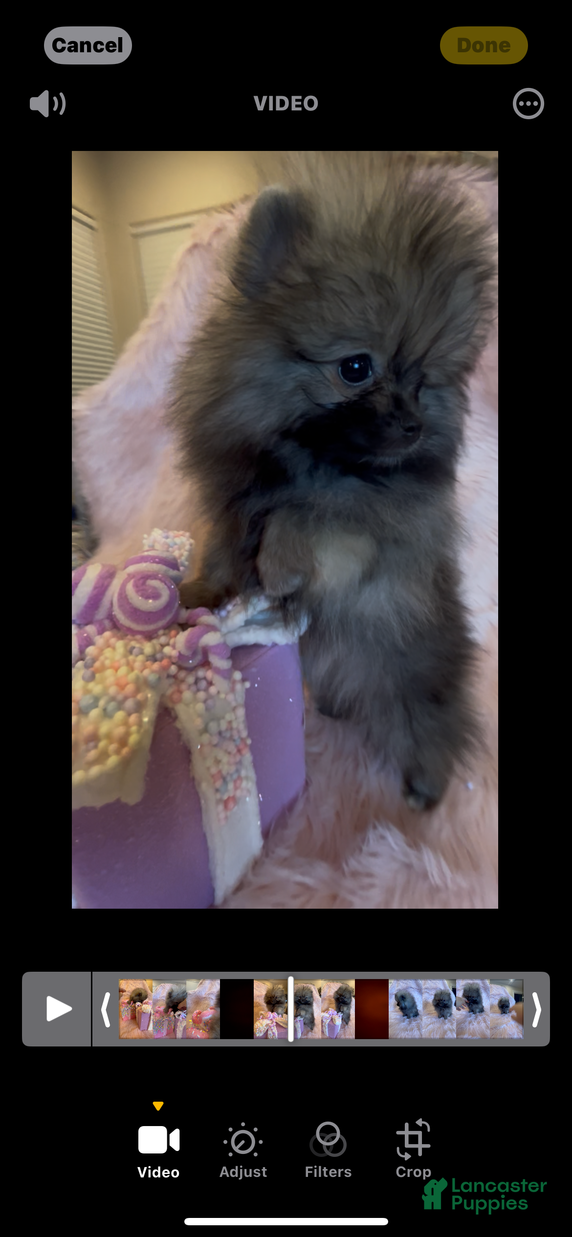 Pomeranian dogs Penny AKC Registered FULL RIGHTS - Ad 2