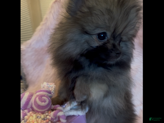 Pomeranian dogs Penny AKC Registered FULL RIGHTS - Ad 2