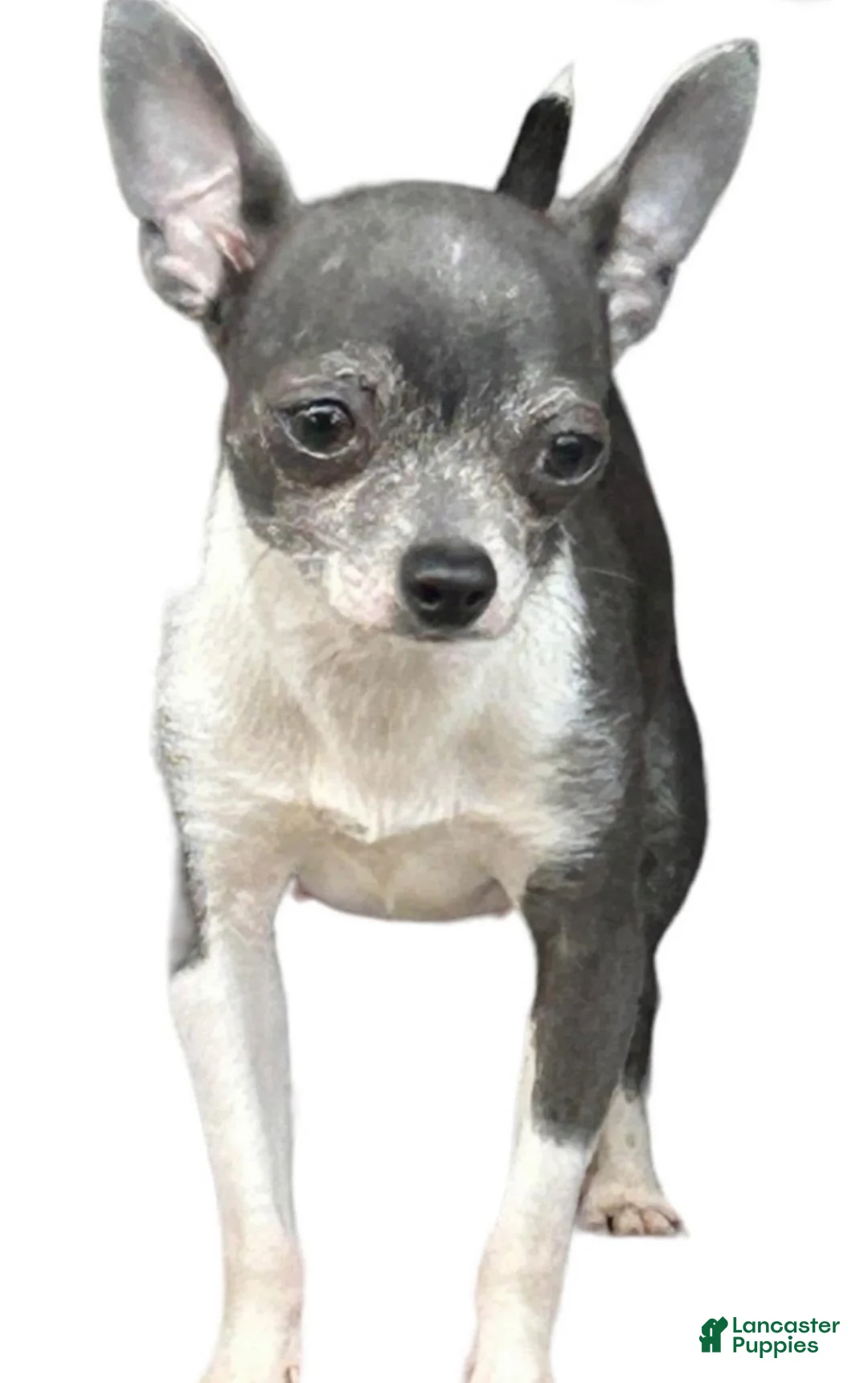 Chihuahua dogs for sale: Icon  - Ad 4