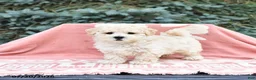Maltipoo dogs for sale: Russell - Ad 3