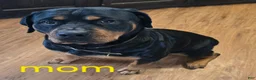 Rottweiler dogs for sale: Rottweiler pink collar female  - Ad 3