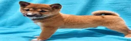 Shiba Inu dogs for sale: Sophi  - Ad 4