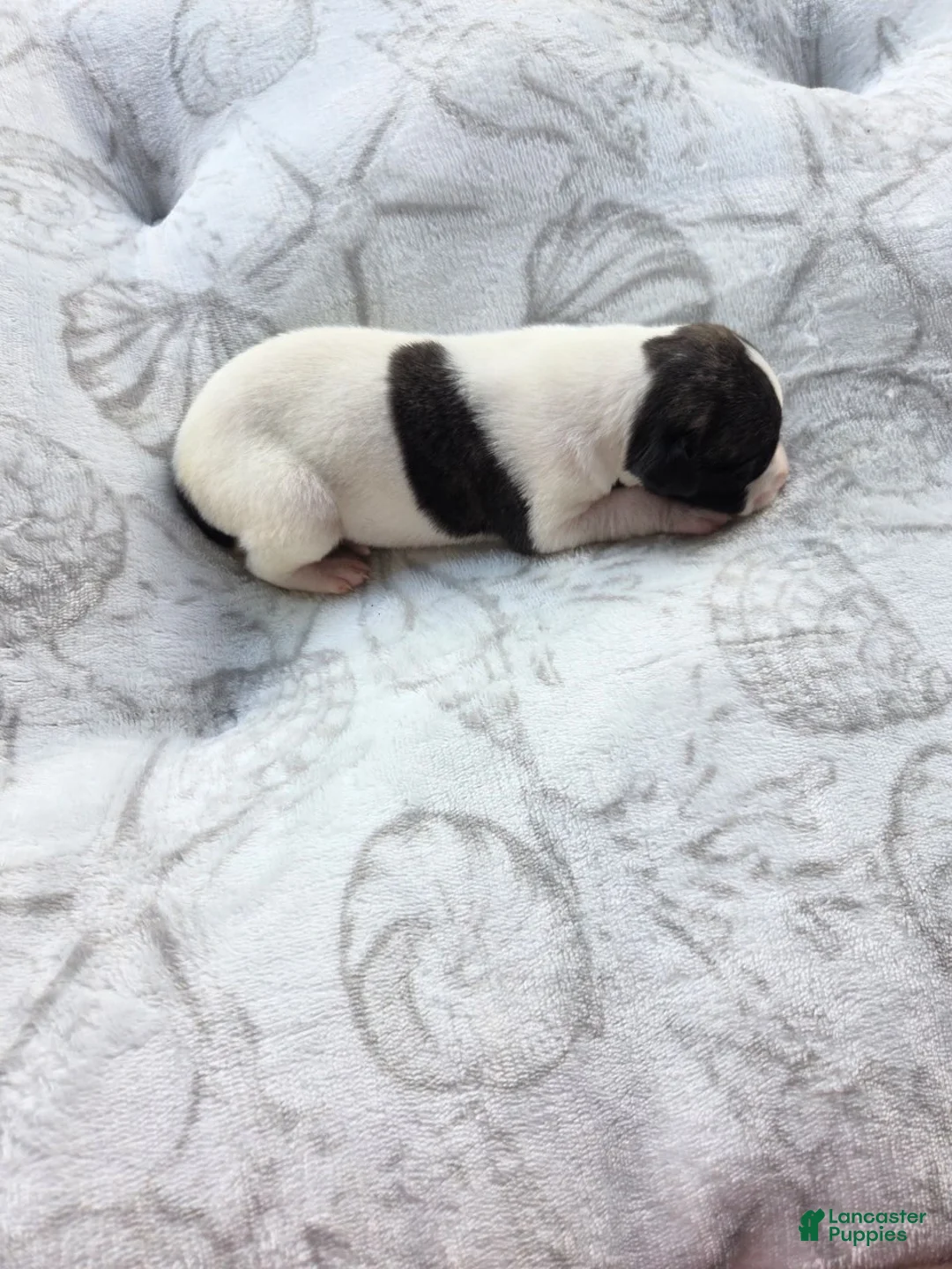 Whippet dogs for sale: Boy 7 - Ad 3
