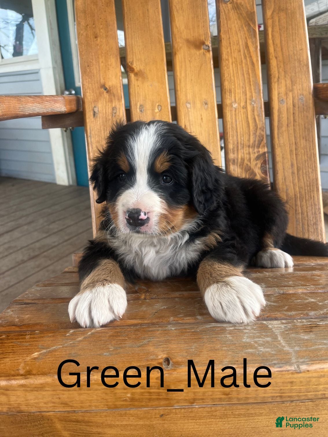 Bernese Mountain Dog dogs Green - Ad 40