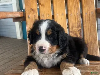 Bernese Mountain Dog dogs Green - Ad 40