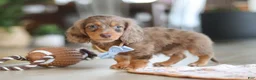 Miniature Dachshund dogs for sale: Champ - Ad 10